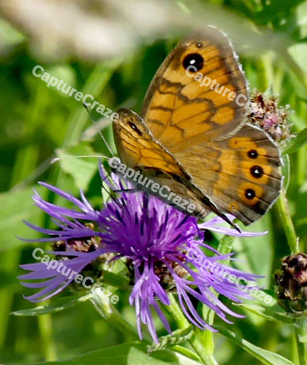 Brown Butterfly
